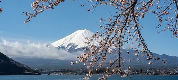 Mt. Fuji and Sakura