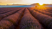 Valensole Lavender Fields Sunrise