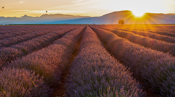 Valensole Lavender Fields Sunrise