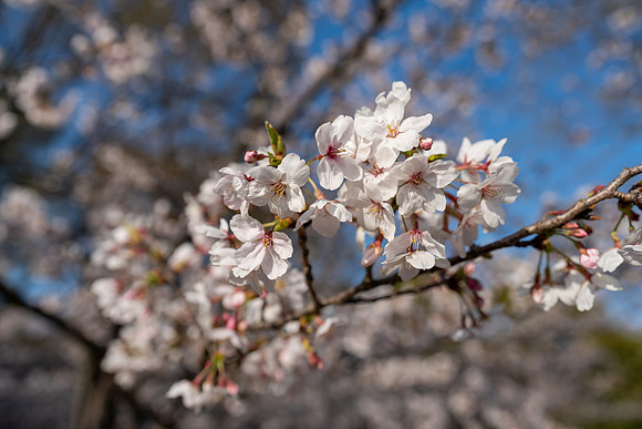 Sakura