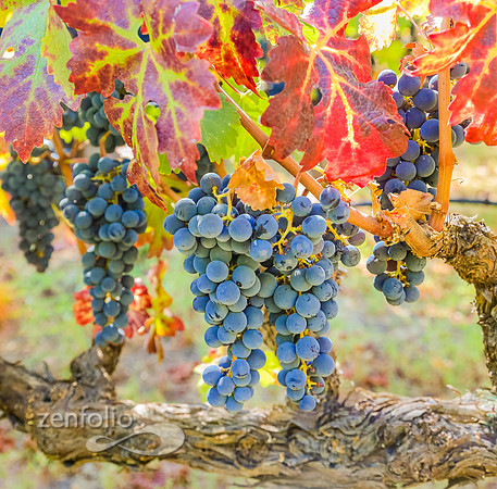 Harvest Grapes, Napa