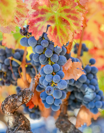 Harvest Grapes, Napa
