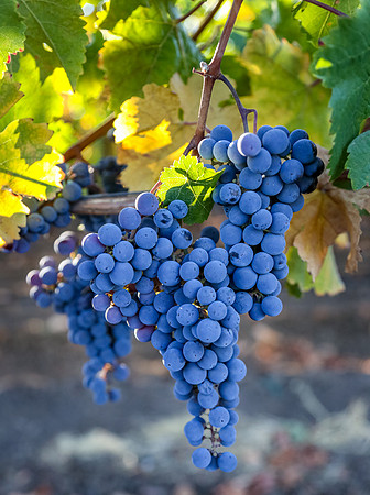 Napa Valley Grapes