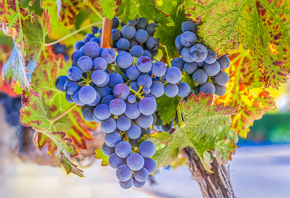 Napa Valley Grapes
