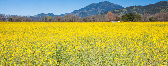 Napa Valley Wine Country