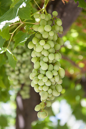 Napa Valley Wine Country