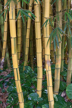 Bamboo