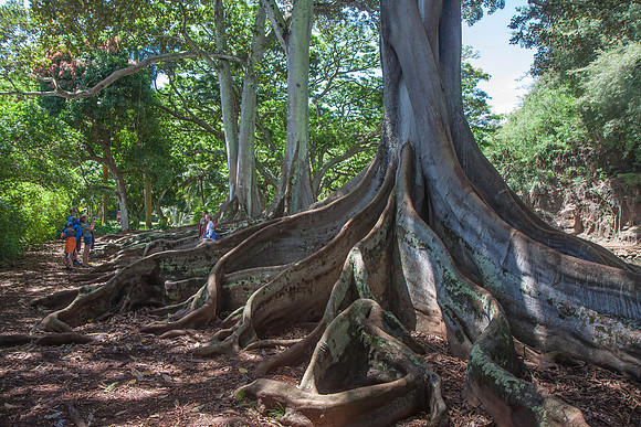 Jurassic Park Trees