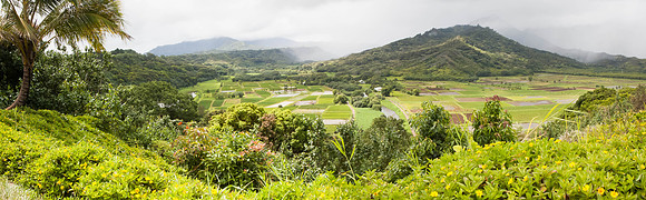 Hanalei Lookout
