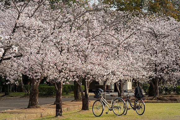 Sakura and Bikes