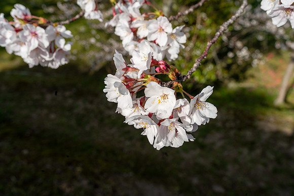 Sakura