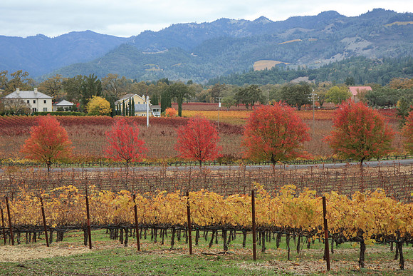Napa Valley Wine Country