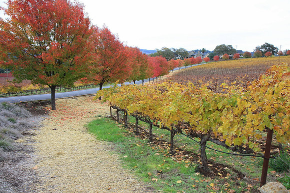 Napa Valley Wine Country