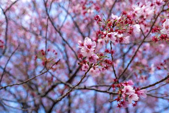 Sakura