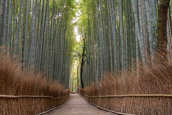 Arashiyama Bamboo Forest