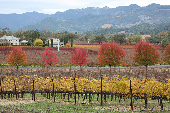 Napa Valley Wine Country