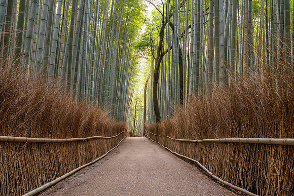 Arashiyama Bamboo Forest