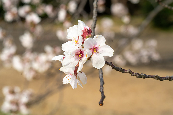 Sakura