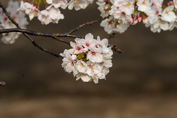 Sakura