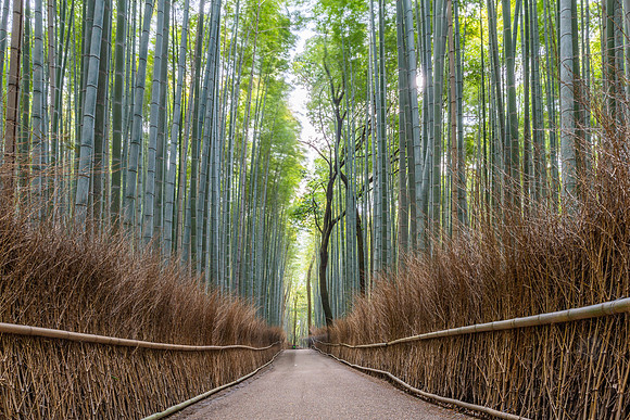 Arashiyama Bamboo Forest