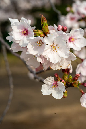 Sakura