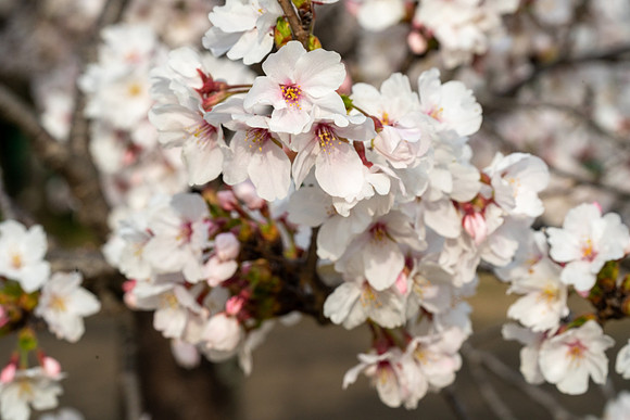 Sakura