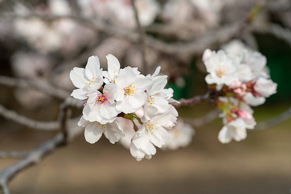 Sakura
