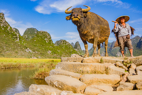 Farmer and Water Buffalo, Yangshuo, China