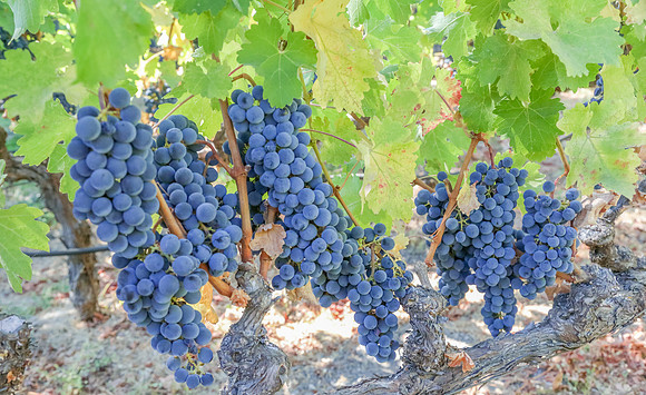 Napa Valley Wine Country