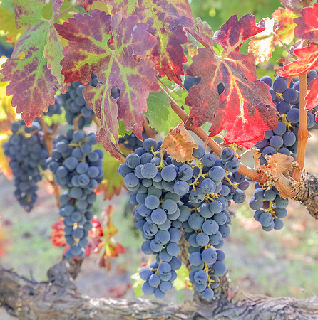 Napa Valley Wine Country