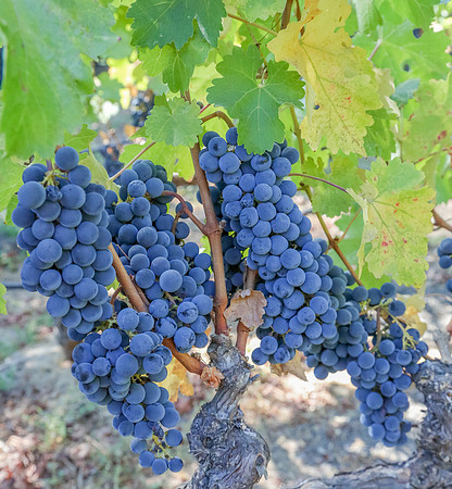 Napa Valley Wine Country