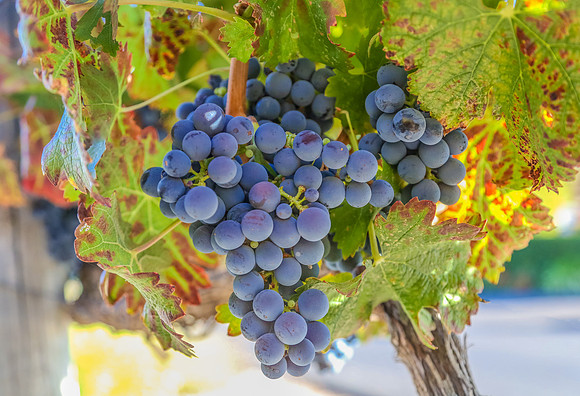 Napa Valley Wine Country