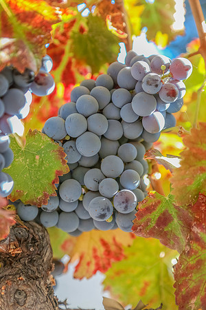 Napa Valley Wine Country