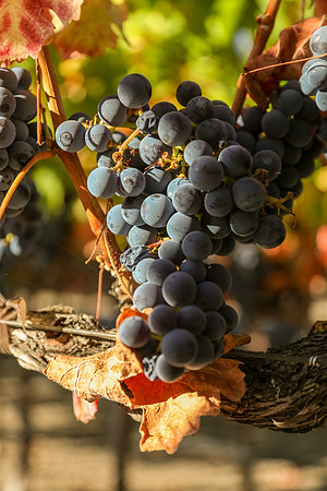 Napa Valley Wine Country