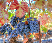 Napa Valley Wine Country
