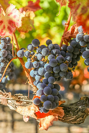 Napa Valley Wine Country