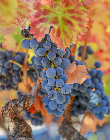Napa Valley Wine Country