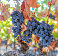Napa Valley Wine Country