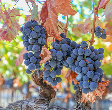 Napa Valley Wine Country