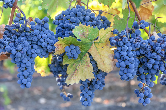 Napa Valley Wine Country