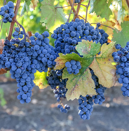 Napa Valley Wine Country