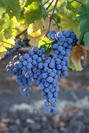 Napa Valley Wine Country