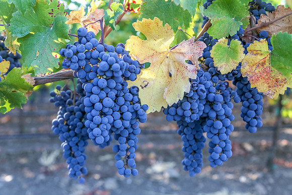 Napa Valley Wine Country