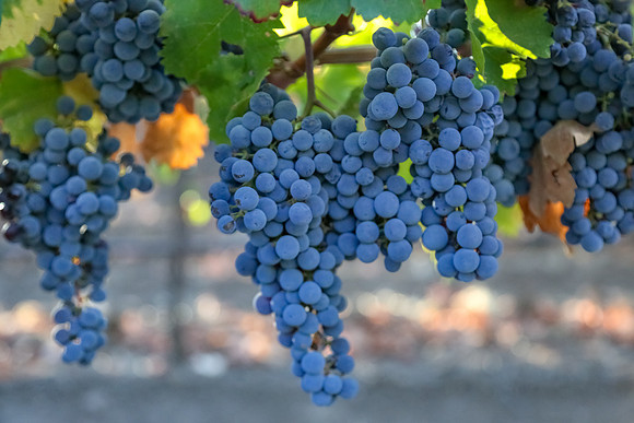 Napa Valley Wine Country