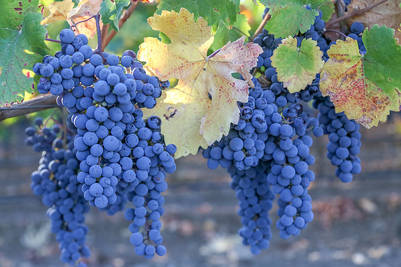 Napa Valley Wine Country