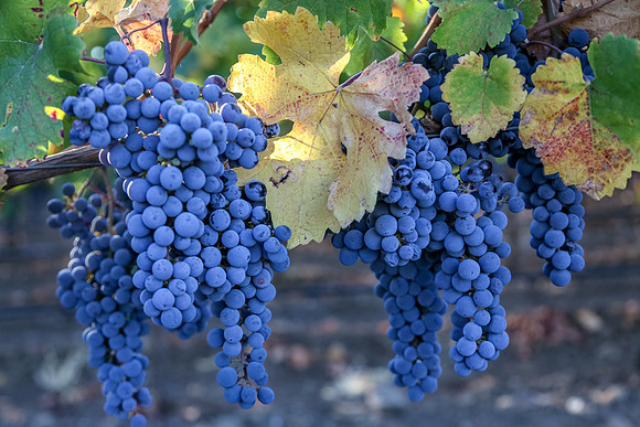 Napa Valley Wine Country