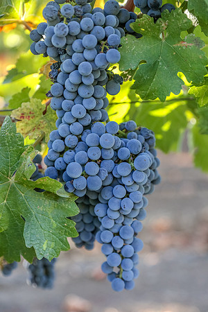 Napa Valley Wine Country