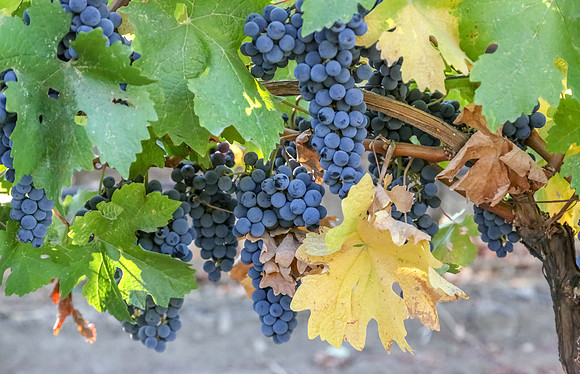 Napa Valley Wine Country