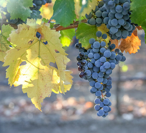Napa Valley Wine Country