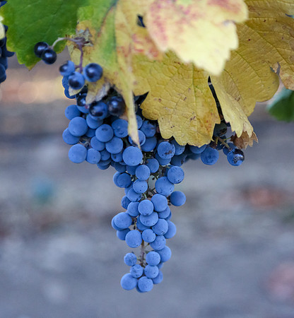 Napa Valley Wine Country
